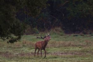 Chambord: the sound of the stag’s bellow