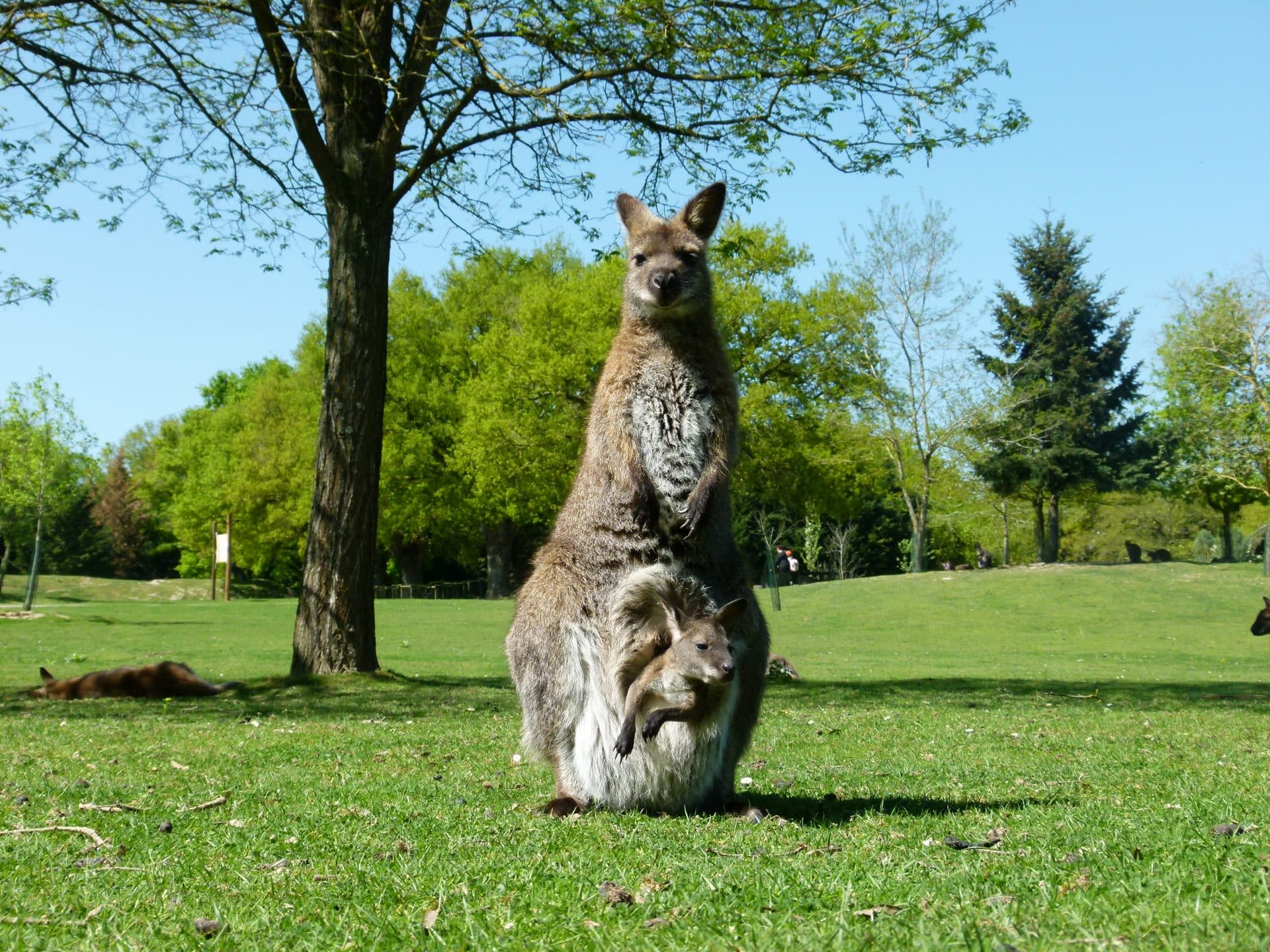 LE JARDIN DES KANGOUROUS La Loire à Vélo